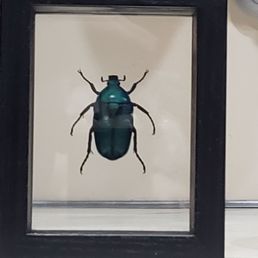 Perfect gift for a programmer, a bug