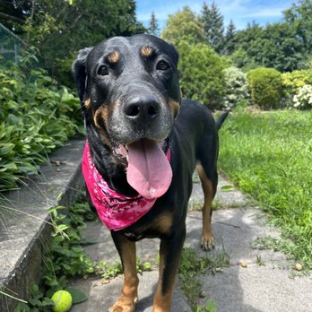 Bayview Mall Veterinary Clinic - After Bella's appointment, happy healthy girl! - Veterinarians Near Me - North York, Ontario Bayview Mall Veterinary Clinic - After Bella's appointment, happy healthy girl! - Veterinarians Near Me - North York, Ontario