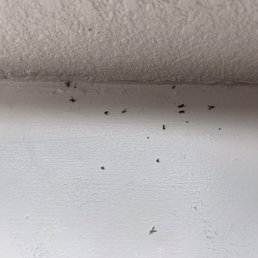 Dead bugs Dead bugs