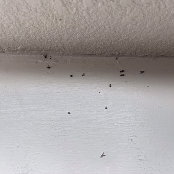 Courtyard By Marriott Gulfport Beachfront - Dead bugs - Hotels Near Me - Gulfport, Mississippi Courtyard By Marriott Gulfport Beachfront - Dead bugs - Hotels Near Me - Gulfport, Mississippi