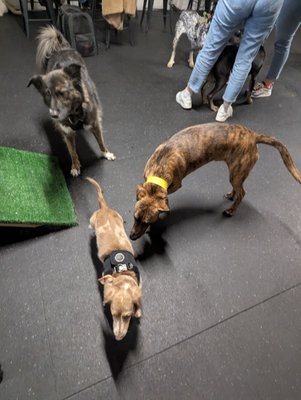 Snouts & Stouts - Dog Bar by null