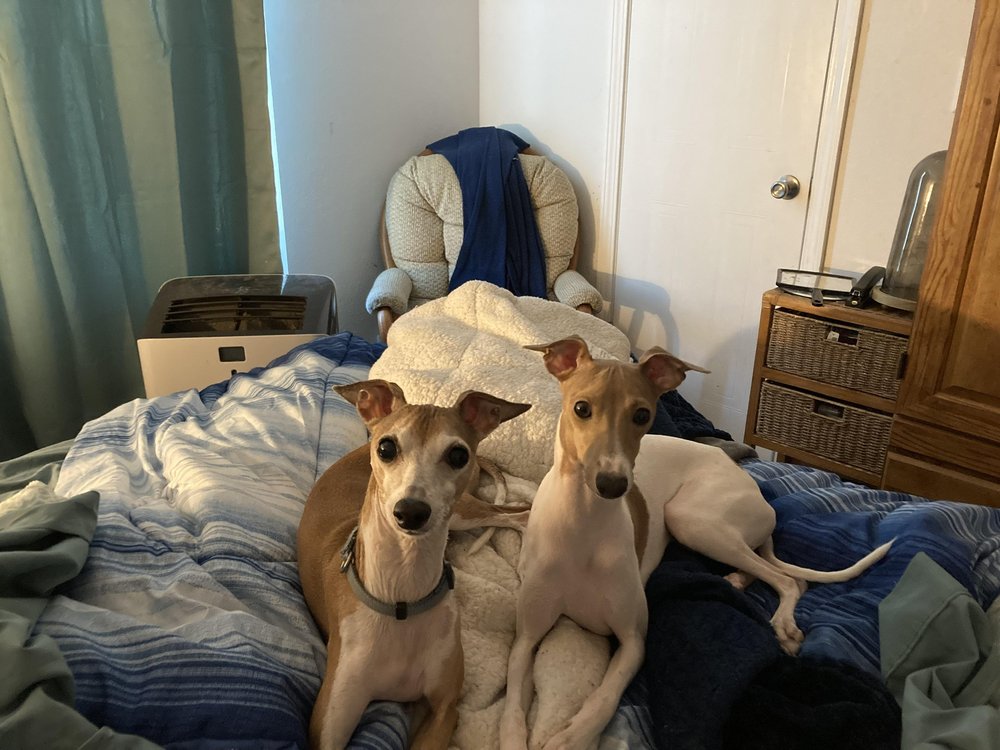 PETLAND BRADENTON 37 Reviews Pet Stores 3530 53rd Ave W