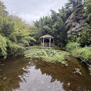 Bamboo Giant Nursery and Gardens - The pond - Nurseries & Gardening Near Me - Aptos, California