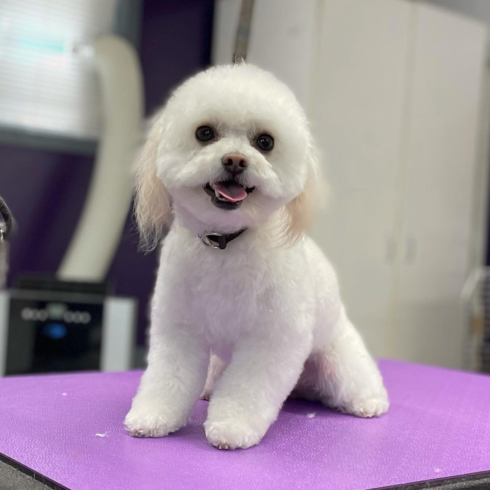 PASSIONATE PAWS Updated September 2024 19 Photos 1761 Lake Samish