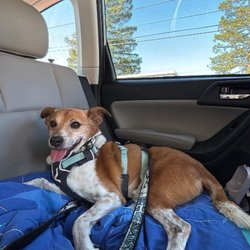 Alameda Mobile Animal Care - Happy pup post nail trim