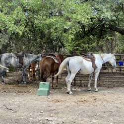 Stricker Trail  Rides - Some of the horses before the ride