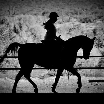 Jeffrey Wilms Training & Management - Hunter Pleasure rider . #amywilms #jeffreywilms #horsetrainers #azranches - Horse Boarding Near Me - Fort McDowell, Arizona
