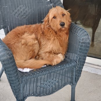 Lotus Spaw - Before - Pet Groomers Near Me