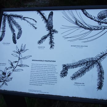 Jug Handle State Natural Reserve - plant information on trail - Parks Near Me - Fort Bragg, California