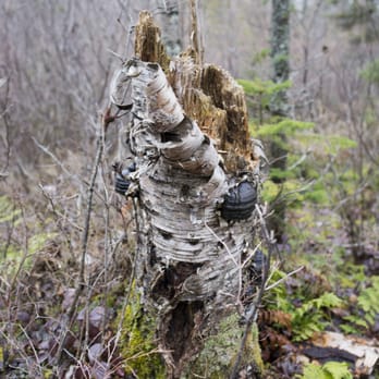Aroostook National Wildlife Refuge - Creatures of forest - Parks Near Me - Limestone, Maine