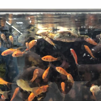 Walmart Supercenter - See the blob of fish at the top near the back???  Dead and rotting.  DISGUSTING. - Department Stores Near Me - Raleigh, North Carolina
