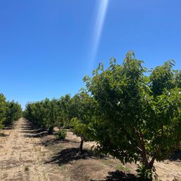 Well cared for orchards Well cared for orchards