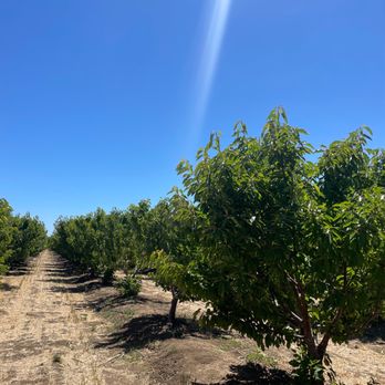 3D Cherries - Well cared for orchards - Fruits & Veggies Near Me - Brentwood, California