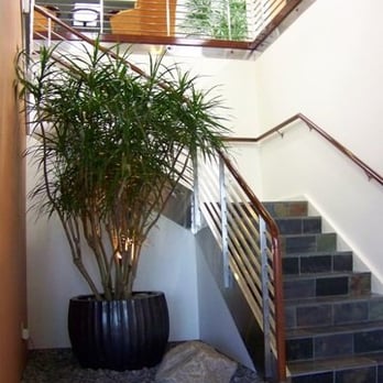 Personal Plant Service - Specimen Dracaena marginata - Professional Services Near Me Personal Plant Service - Specimen Dracaena marginata - Professional Services Near Me