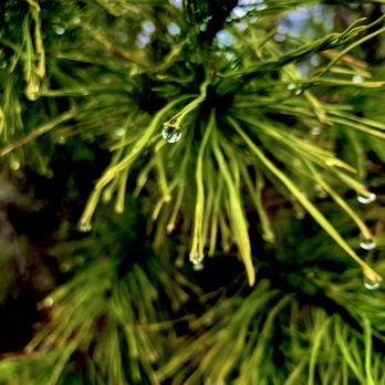 The Longleaf Pine Greenway Trail - Hiking Near Me - Santa Rosa Beach, Florida