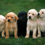 Photo of Austin Poop Patrol