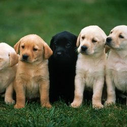 Austin Poop Patrol