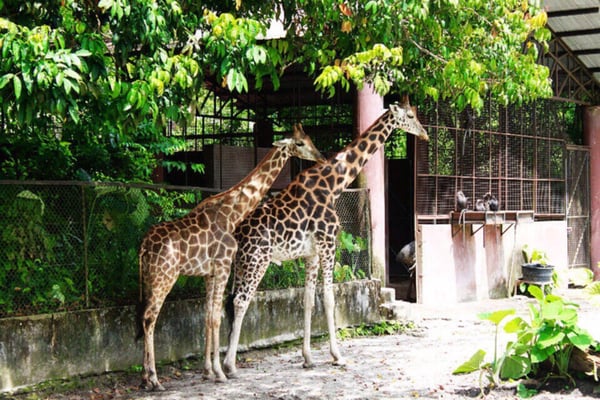 Zoo Taiping & Night Safari by null