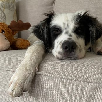 MatchDog Rescue - Teddy in his new home. Our sweet boy. - Animal Shelters Near Me - Waterford Township, New Jersey MatchDog Rescue - Teddy in his new home. Our sweet boy. - Animal Shelters Near Me - Waterford Township, New Jersey