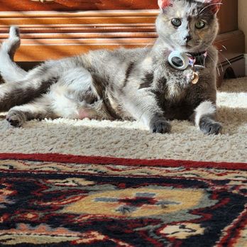 Aussie Pet Mobile Katy & Cypress - After her bath with Alex relaxing in the sun. - Pet Groomers Near Me