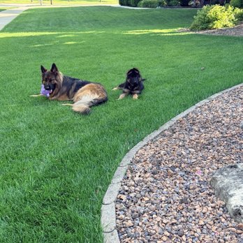 Prairie State Veterinary Clinic - Grazing in the grass.... - Veterinarians Near Me - Orland Park, Illinois Prairie State Veterinary Clinic - Grazing in the grass.... - Veterinarians Near Me - Orland Park, Illinois
