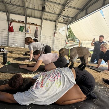 Wildflower Farm Orlando - Yoga with goats! - Farms Near Me - Orlando, Florida Wildflower Farm Orlando - Yoga with goats! - Farms Near Me - Orlando, Florida