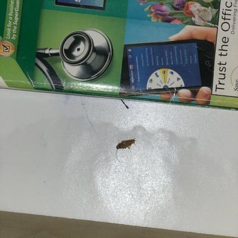 Quality Inn Oceanfront - Live roach that has now been killed - Hotels Near Me - Ocean City, Maryland