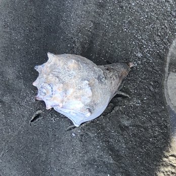 Sullivan's Island - There was a hermit crab in here - Beaches Near Me - Sullivan's Island, South Carolina