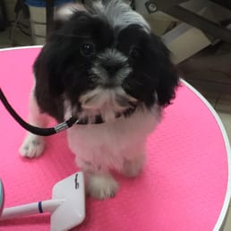 My little Momo the Shih tzu getting his hair did :) My little Momo the Shih tzu getting his hair did :)