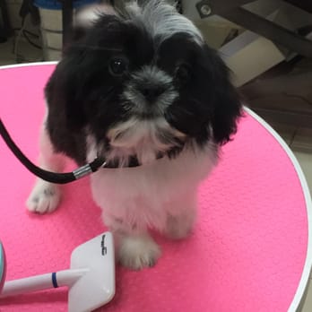 Happy Pet - My little Momo the Shih tzu getting his hair did :) - Pet Groomers Near Me - San Gabriel, California Happy Pet - My little Momo the Shih tzu getting his hair did :) - Pet Groomers Near Me - San Gabriel, California