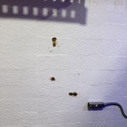 Valle Grande Car Wash - Human feces on the wall in the "touchless" bay that has been here so long it is now growing mold.