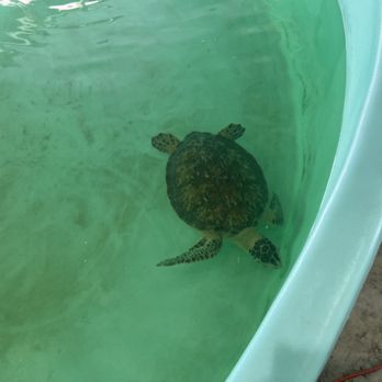 Sea Turtle - Hospital - Aquariums Near Me - South Padre Island, Texas Sea Turtle - Hospital - Aquariums Near Me - South Padre Island, Texas