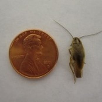 Dan Conard Pest Control - German Cockroach - Pest Control Near Me Dan Conard Pest Control - German Cockroach - Pest Control Near Me