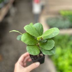 California Greenhouses - Baby fiddle leaf fig