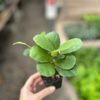 California Greenhouses gift card