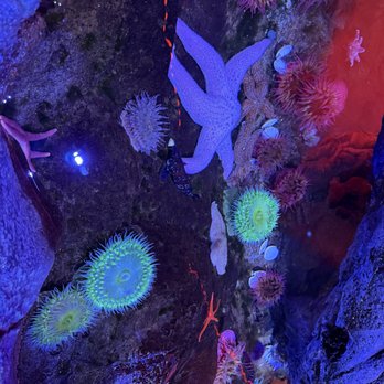 The Florida Aquarium - Discovered ocean life - Aquariums Near Me - Tampa, Florida
