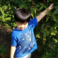 Dr. Young's Pond Berry Farm - Baby boy picking berries