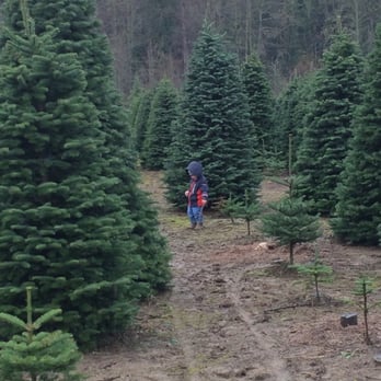 Coates Christmas Trees Farm - Christmas Trees Near Me - Auburn, Washington
