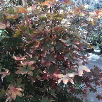 Johnson Garden Center - Love the fall plants - Nurseries & Gardening Near Me - Morgan Hill, California Johnson Garden Center - Love the fall plants - Nurseries & Gardening Near Me - Morgan Hill, California