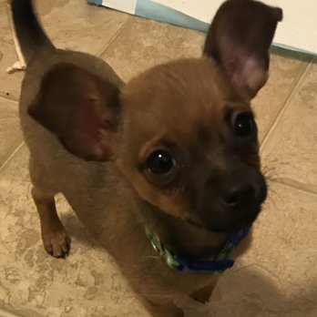 Denver Dog Whisperer - Pet Training Near Me Denver Dog Whisperer - Pet Training Near Me