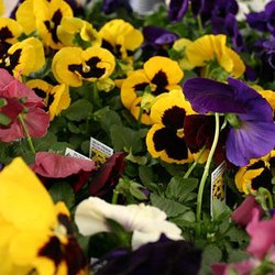 Garden Goods
