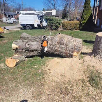 Willoughby Tree Service - Tree Services Near Me Willoughby Tree Service - Tree Services Near Me