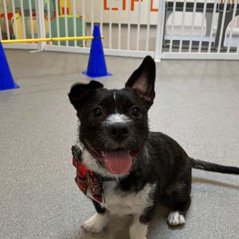 Howling Dog - Pet Sitting Near Me - Culver City, California Howling Dog - Pet Sitting Near Me - Culver City, California