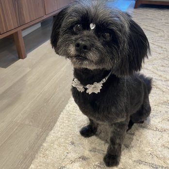 Doggy Haus Mobile Van - Pet Groomers Near Me Doggy Haus Mobile Van - Pet Groomers Near Me