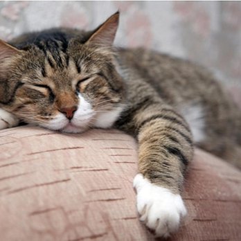 Always Home Pet Sitting & Dog Walking - Dog Walkers Near Me - Mobile, Alabama Always Home Pet Sitting & Dog Walking - Dog Walkers Near Me - Mobile, Alabama