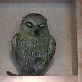 Top Pot Doughnuts - Owl CloseUp - Donuts Near Me - Bellevue, Washington Top Pot Doughnuts - Owl CloseUp - Donuts Near Me - Bellevue, Washington