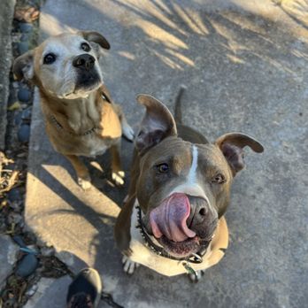 Claws Paws and All - Pet Sitting Near Me - Old East Dallas, Texas Claws Paws and All - Pet Sitting Near Me - Old East Dallas, Texas