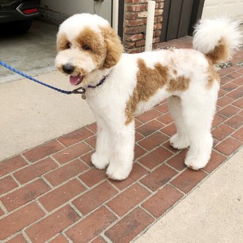 Ironmaya Pet Grooming - After-Teddy bear cut, 1 inch trim and flared legs. - Pet Groomers Near Me - Arcadia, California Ironmaya Pet Grooming - After-Teddy bear cut, 1 inch trim and flared legs. - Pet Groomers Near Me - Arcadia, California