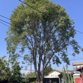 Gastelum Tree Service - After! :) - Tree Services Near Me Gastelum Tree Service - After! :) - Tree Services Near Me