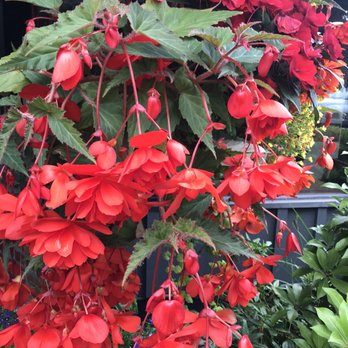 DeeZ Bar & Grill - Hanging begonia. - Fish & Chips Near Me - Qualicum Beach, British Columbia DeeZ Bar & Grill - Hanging begonia. - Fish & Chips Near Me - Qualicum Beach, British Columbia